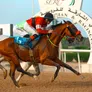 Al Marwan’s Triple Win Sets the Pace for Sharjah’s Racing Season