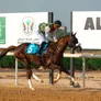 Al Marwan’s Triple Wins at Sharjah’s Racing Season